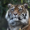 Inyiak, Hubungan Masyarakat Minangkabau dengan Harimau