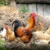 Pemanfaatan Limbah Bulu Ayam sebagai Pakan Ternak yang Ramah Lingkungan