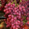 15 Manfaat Buah Anggur untuk Kesehatan
