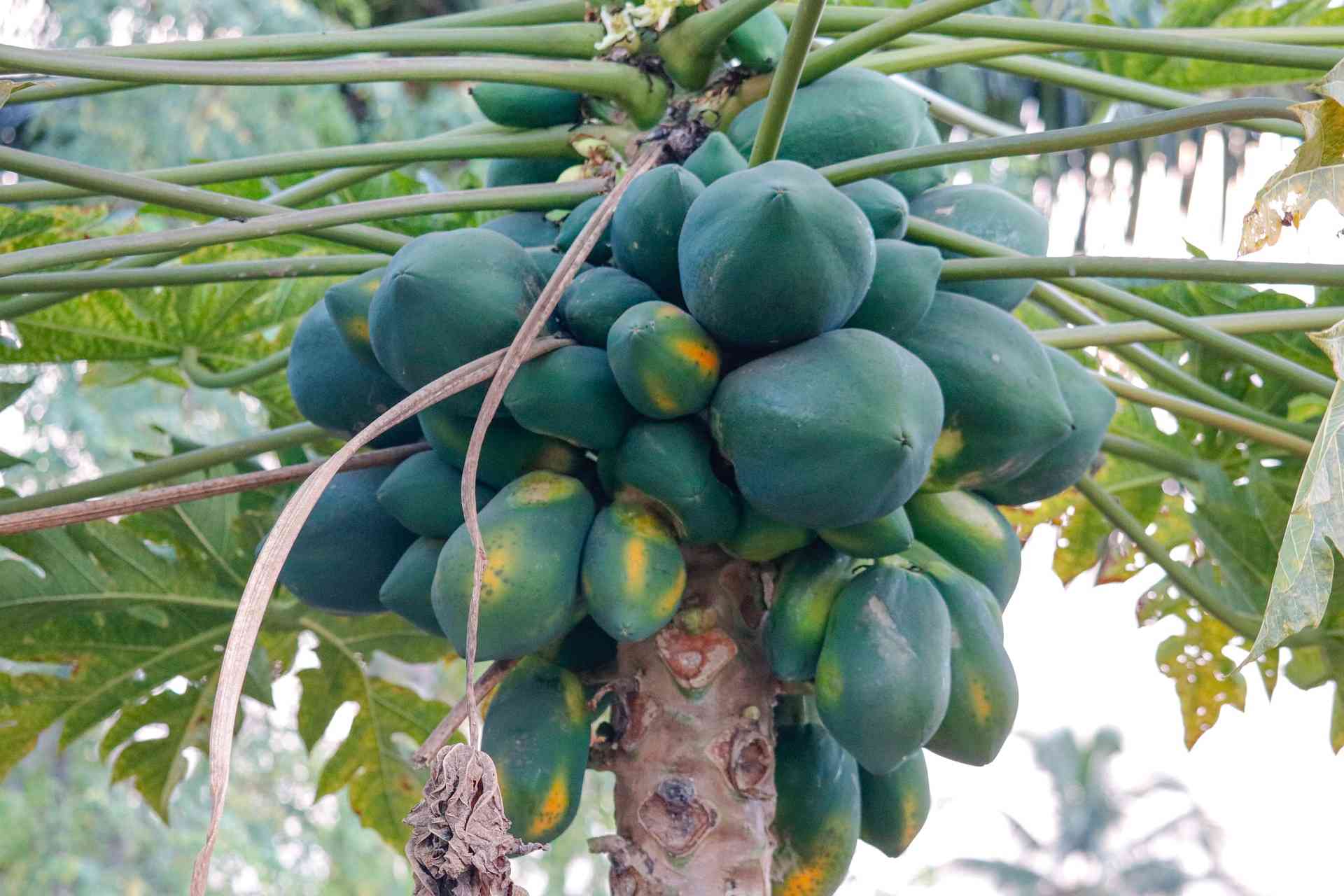 Berbuka Puasa dengan Buah Pepaya, Mengapa Tidak?