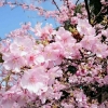 Sakura Lepas dari Dalam Pelukan