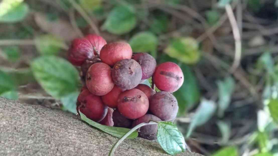 Rini dan Buah Lo