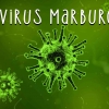 Waspada Virus Marburg, Lebih Mematikan dari Covid-19