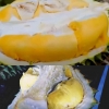 Jadikan Durian Musang King sebagai Faktor Pendongkrak Kepariwisataan Danau Toba