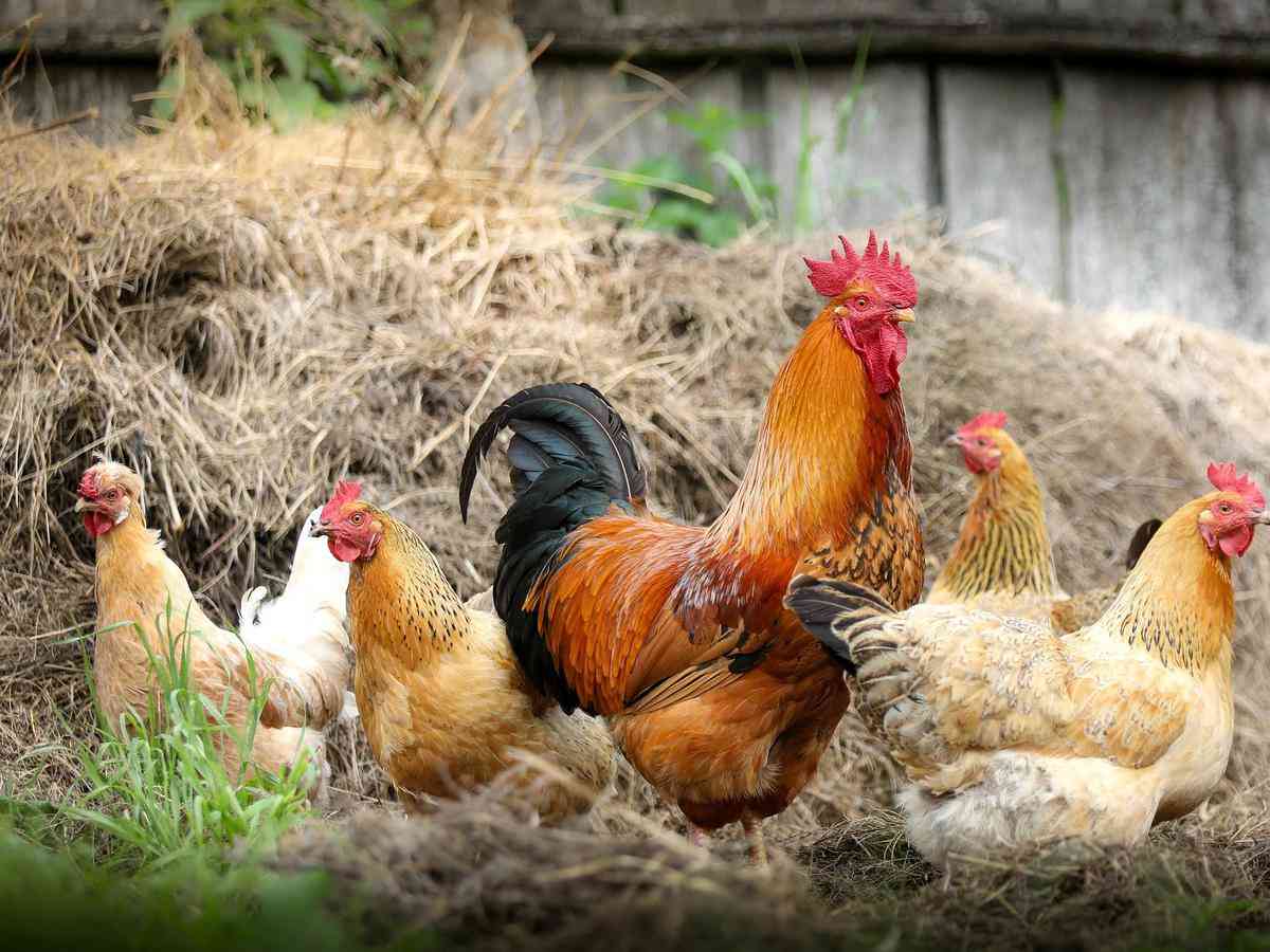 Ayam Gratis di Desa Pakis, Indahnya Berbagi di Bulan Suci