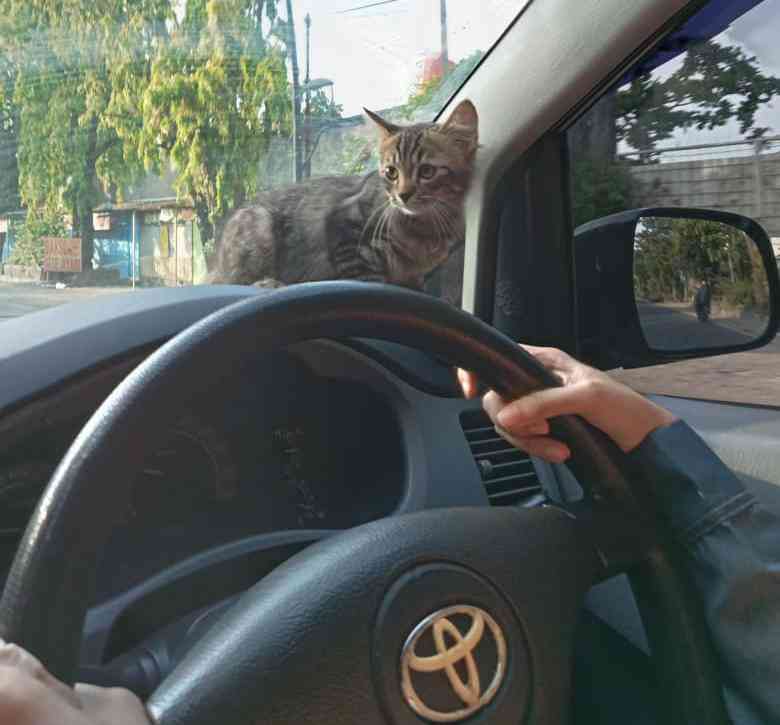 Mudik dengan Si Meong, Siapa Takut, Berikut Hal yang Bisa Disiapkan