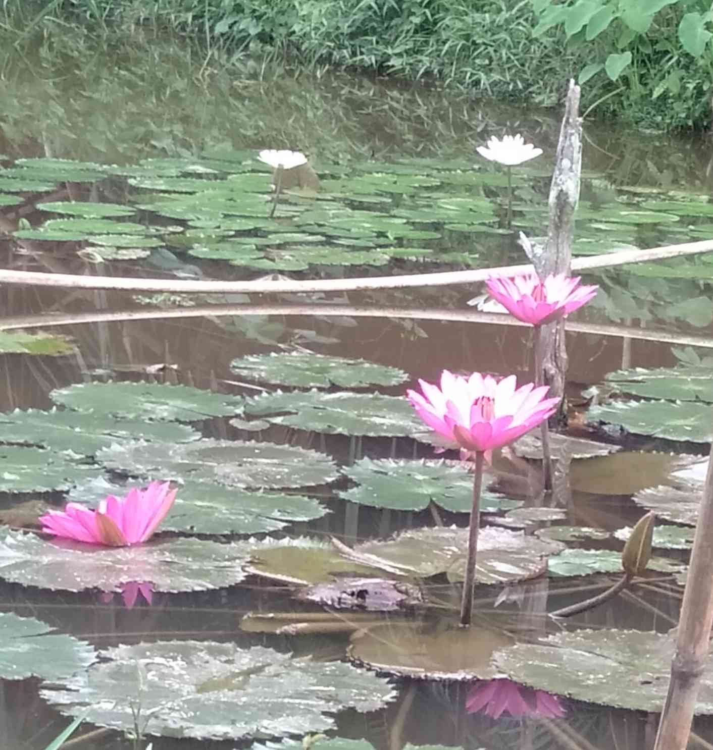 Chill and Heal, Menikmati Alam Desa di Kampung Sendiri