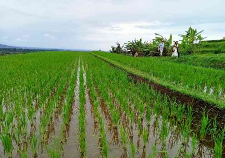 Desa Wisata Jatiluwih Tempat Healing Anti Mainstream di Bali