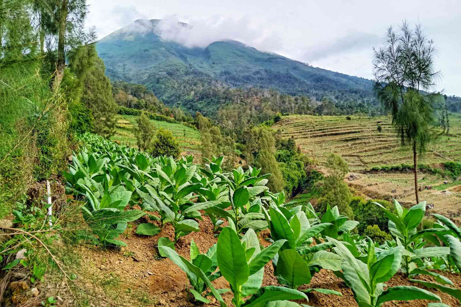 Menikmati Secangkir Kopi Pagi di Kaki Gunung Sindoro