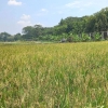 Pentingnya Pendekatan Lokal dalam Mewujudkan Produksi Pangan Berkelanjutan di Indonesia
