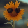 Diari Seni Dianti: My Sunflower