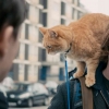 A Street Cat Named Bob: Kisah Persahabatan Seorang Musisi Jalanan dengan Seekor Kucing Jalanan