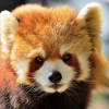Mirip Rakun, Berikut 5 Fakta Unik Tentang Panda Merah