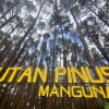 Hutan Pinus Mangunan: Salah Satu Tempat Terbaik Jogja