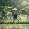 Meningkatkan Produktivitas dan Ketahanan Pangan: Enam Pilar Utama dalam Pengembangan Sektor Agribisnis di Indonesia