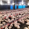 Analisis Penyebab Mahalnya Harga Daging Ayam di Bintan