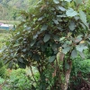 Mengenal Daun Pirdot sebagai Tanaman Herbal dari Sumatera Utara