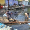 Bersih-Bersih Pantai Karimunjawa Bersama HPI Hasilkan 2.5 Ton Sampah