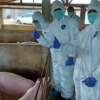 Mewaspadai Penularan Penyakit Demam Babi Afrika