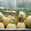 Budidaya Melon Menggunakan Green House di Lamongan