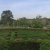 Menikmati Suasana Bersantai Tenang di Kebun Raya Banua Banjarbaru