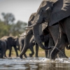Hari Aksi Internasional untuk Gajah: Meningkatkan Kesadaran dan Perlindungan