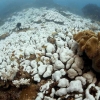 Pemutihan Koral Global: Apa yang Terjadi dan Dampaknya
