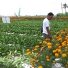 Tanaman Bunga Marigold di Percaya Mampu Mencegah dan Mengusir Hama