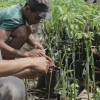 Berjuang di Tanah Rantau: Kisah Gelisah Penyuluh Pertanian