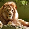 10 Fakta Seru tentang World Lion Day yang Wajib Kamu Ketahui!