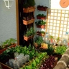 Tanam Sendiri: Cara Mudah Memulai Kebun Sayur di Balkon Apartemen Anda