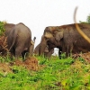 Hari Gajah Sedunia 2023: Apa Kabar Gajah Indonesia?