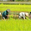 Indonesia Krisis Regenerasi Anak Muda Bertani, Kenapa?