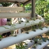 Mensukseskan Urban Farming, Mahasiswa KKN MIT-16 Walisongo Menanam Sayuran Hidroponik