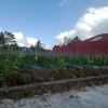 Menilik Industri Pertanian Indonesia
