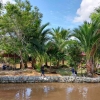 Rencana Reboisasi Mangrove di Areal Obyek Wisata Alam Pulau Semut