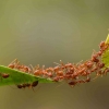 Mari Belajar Altruisme dari Semut