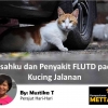 Kisahku dan Penyakit FLUTD pada Kucing Jalanan