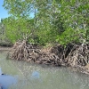 Mangrove Sang Pelindung Daerah Pesisir dari Degradasi
