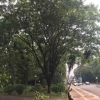 Pohon Trembesi Efektif dalam Mengurangi Polusi Udara