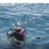 Puisi: Berenang di Lautan yang Kacau Aku Merasakan Gelombang yang Menderu