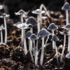 Jamur-jamur di Atas Batu  yang Bertahan Hidup
