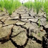 Langkah Antisipasi Kelangkaan Beras di Tengah Dampak El Nino