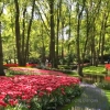 Puisi: Indahnya Bunga Tulip yang Ada di Taman Wisata Belanda