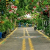 Melawan Perubahan Iklim dengan Zen Garden di Kampung Okra Surabaya