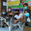 Hati-hati, Kasus Gigitan Hewan Penular Rabies di Pandeglang Naik