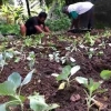 KBA Banjar Tegeh Sari, Perkuat Ketahanan Pangan dengan Kebun Berdaya