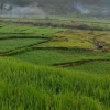 Pertanian Berkelanjutan Bisakah Diterapkan di Indonesia?
