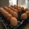 Manfaat Konsumsi Telur