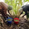 Revolusi Hijau: Mendukung Agroforestri Berkelanjutan di Indonesia